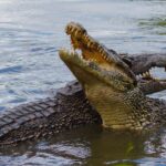 Artificial cameras to be used to detect crocodiles in the water