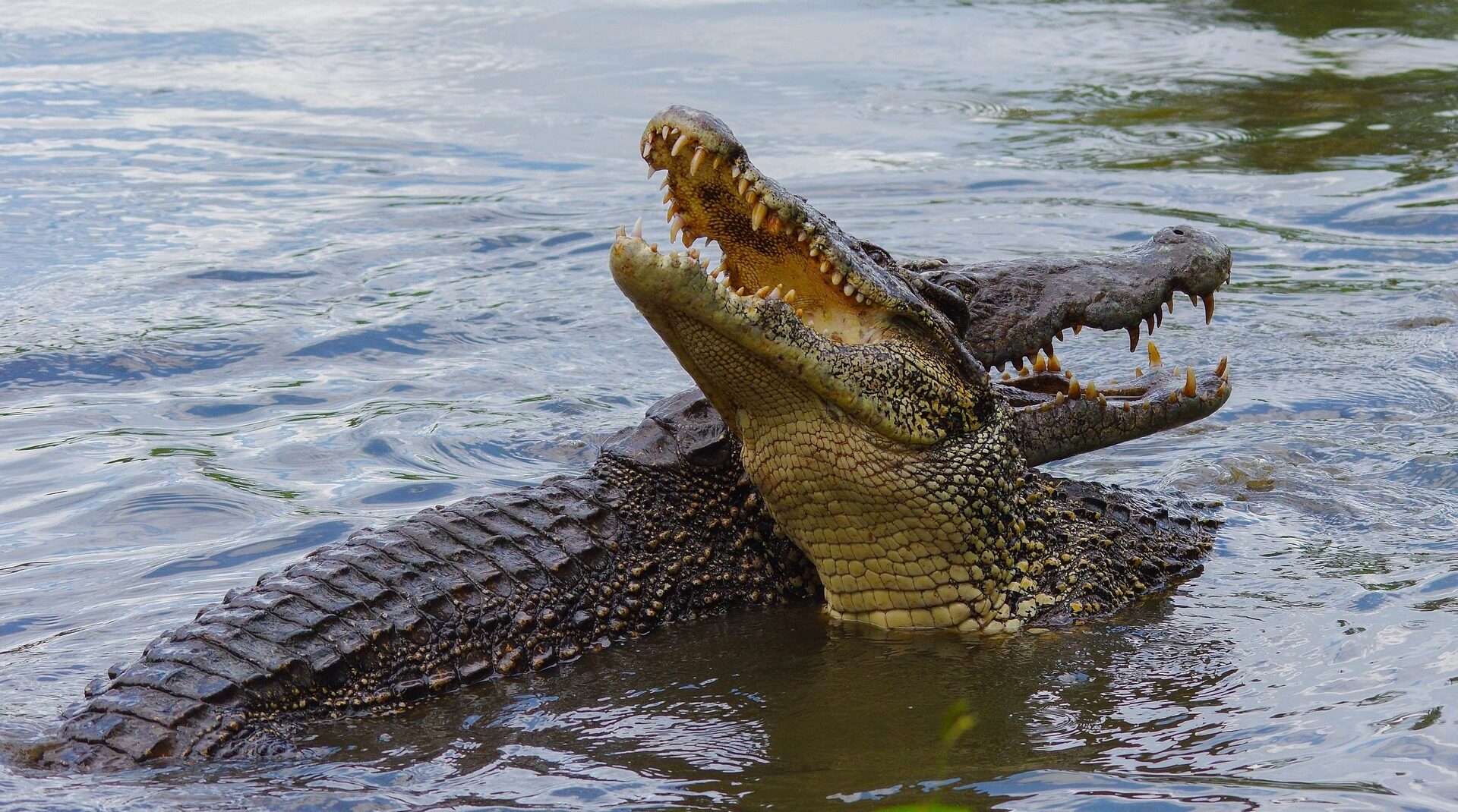 The Qld Government is hoping to use artificial intelligence to detect crocodiles. Photo: SUPPLIED