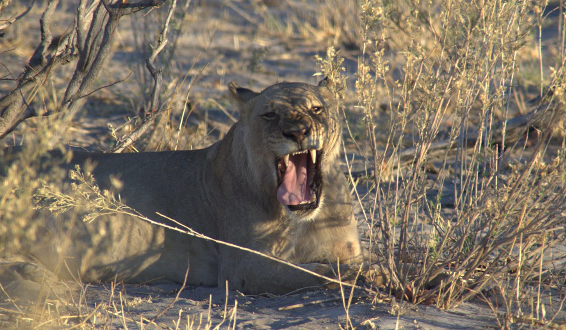 Animals ... A lion’s territorial call is capable of reaching up to 8km. Photo: Dr Ben Walker.