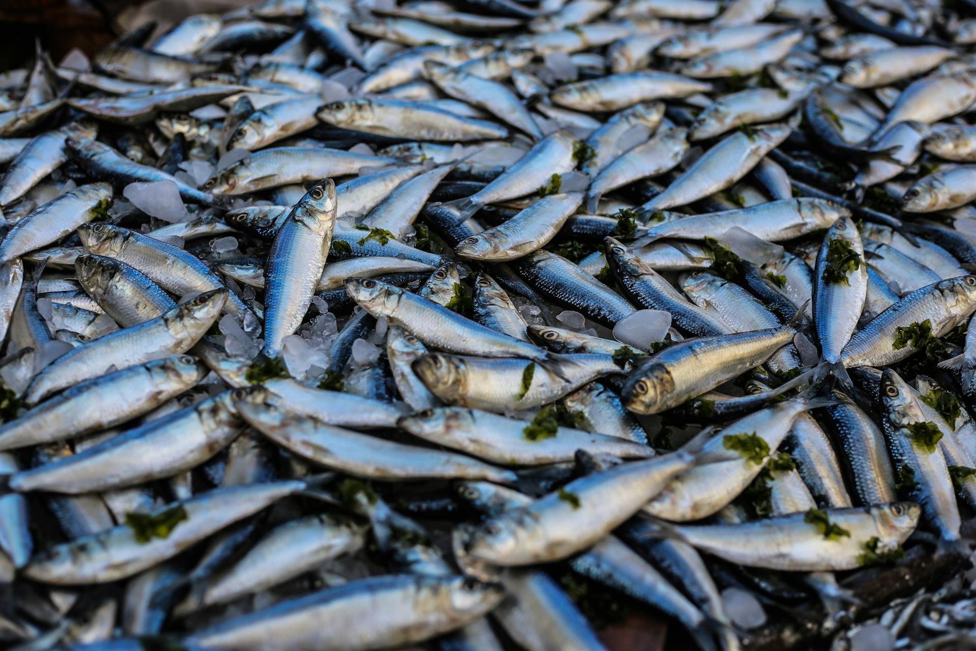 The NSW EPA says the results of fish samples can take up to three weeks. Photo: Oziel Gómez on www.pexels.com