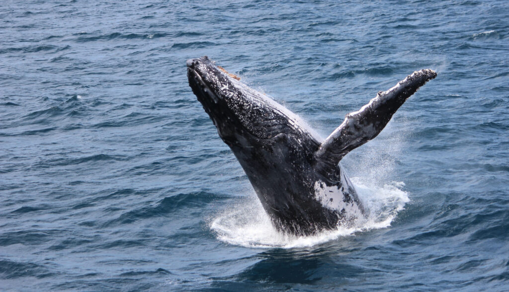 Australia … A humpback whale breaches in Brisbane’s Moreton Bay during an annual migration north. Photo courtesy ANDREW KACIMAIWAI.