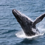 Australia joins 89 other countries in signing up to protect high seas