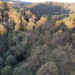 New fire trails created on council buyback properties to allow for controlled burns