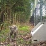 New escape hatches to keep koalas safe crossing Moreton Bay roads