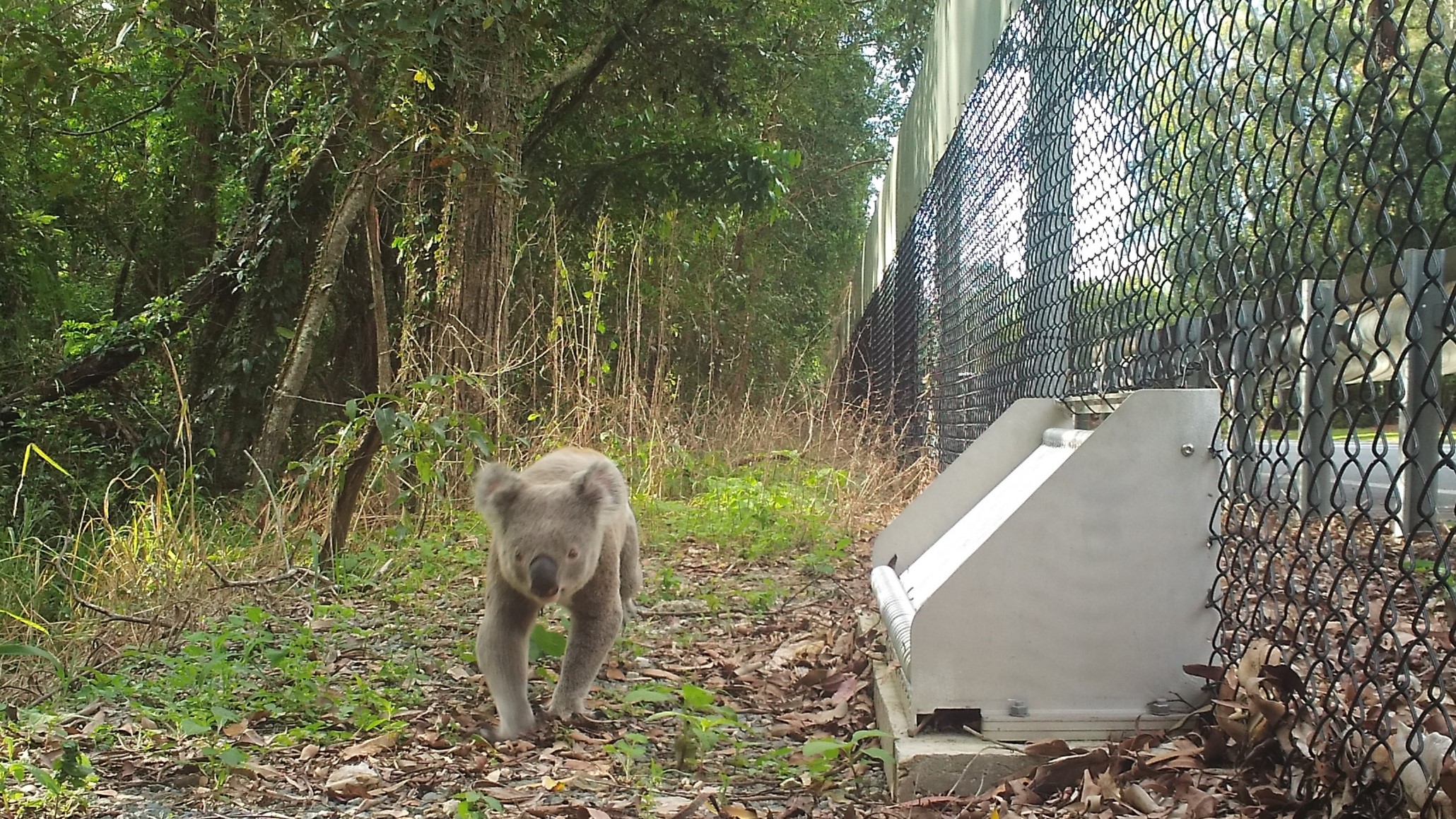 A koala approaches one of the new roadside hatches. Photo: Moreton Bay Council