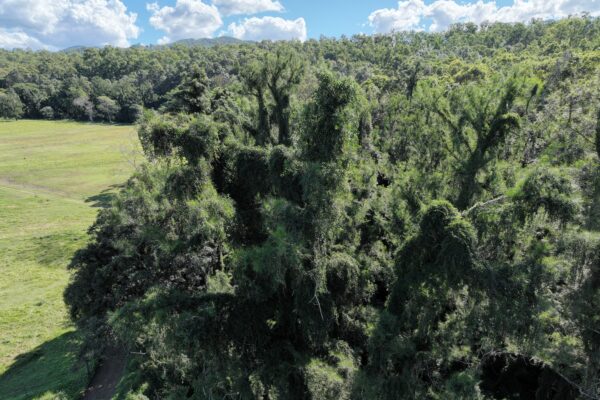Cat's claw creeper weed at Kobble Creek, a possible platypus habitat. Photo: Pine Rivers Catchment Association.