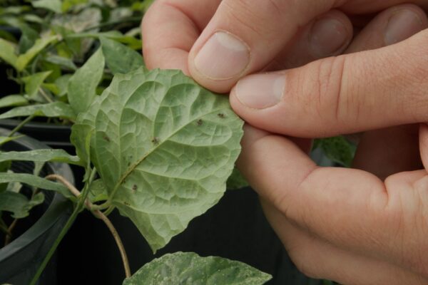 Some of the insects bred at the Samford centre to control the weeds. Photo: Moreton Bay City Council.