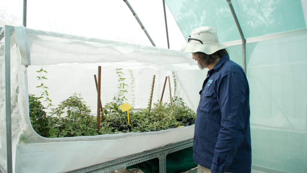 A 'bug dorm' filled with weeds and insects at the Samford centre. Photo: Moreton Bay City Council.