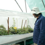 Insects carry council hopes for controlling fast-spreading invasive weeds