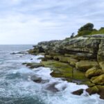 Reforesting goes underwater amid efforts to bring crayweed back to Coogee