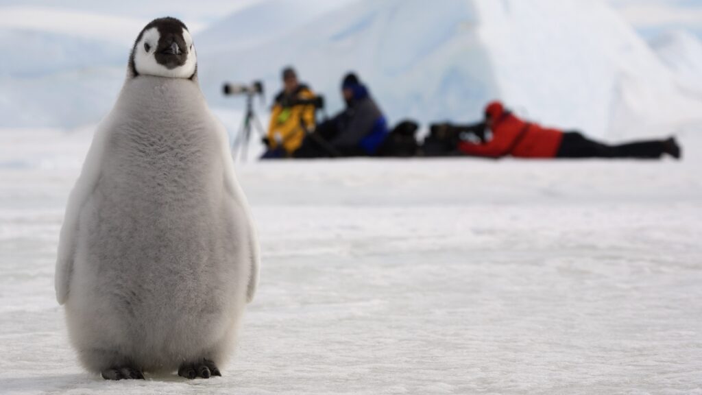 emperor penguins ... a chick with photographers on Snow Hill Island, Antarctica. Photo: © naturepl.com / Bryan and Cherry Alexander (WWF).