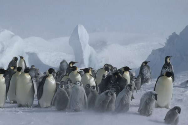 Adults and chicks in a storm on the Dawson Lambton Glacier, Antarctica. Photo: Fritz Polking/WWF.