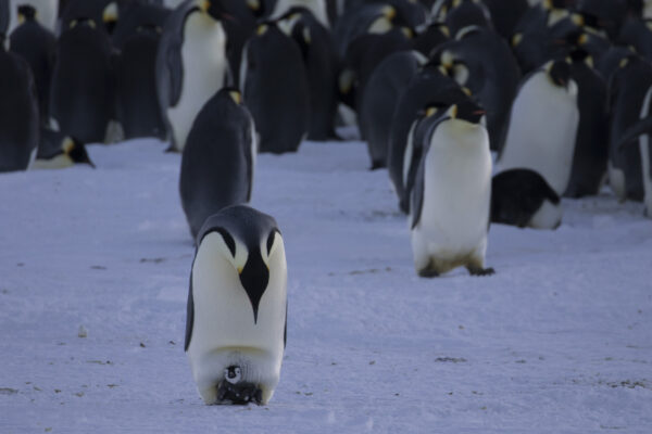 An adult with chick in a photo taken by Natacha Planque, a researcher at Dumont d’Urville research station in Antarctica.
