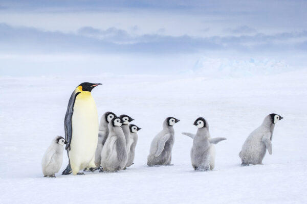 An adult with chicks in Antarctica. Photo: Klein & Hubert / naturepl.com (WWF).