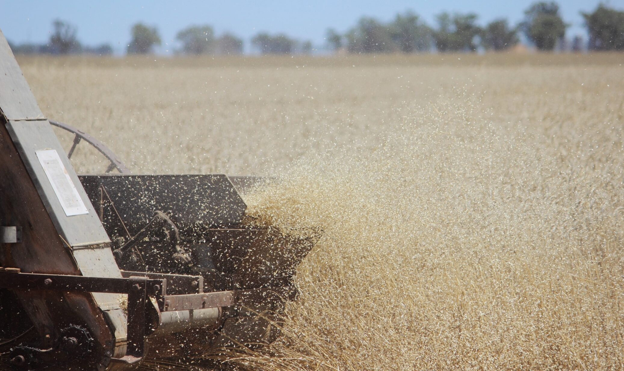 The new deal with Indonesia will only cover 20% of the current growing season’s needs, says PM Albanese. Photo: ANDREW KACIMAIWAI