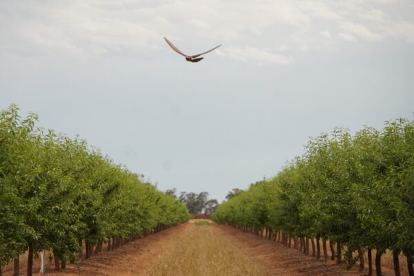 The RoBird drone was tested at Shepparton, Victoria, from November 2025 to May 2026. Picture: AERIUM Analytics