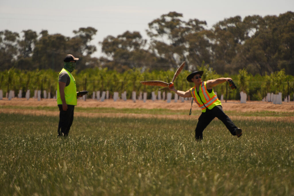 The RoBird drone was tested at Shepparton, Victoria, from November 2025 to May 2026. Picture: AERIUM Analytics