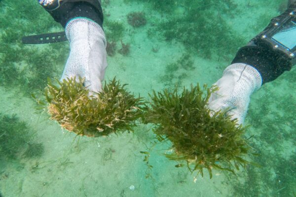A sample of the invasive Caulerpa seaweed taken in New Zealand waters. Photo: Richie Hughes/Earth Sciences NZ.