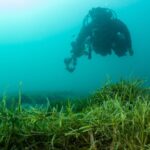 Aussie marine scientists track vessels in and out of water to predict invasive seaweed’s spread in NZ
