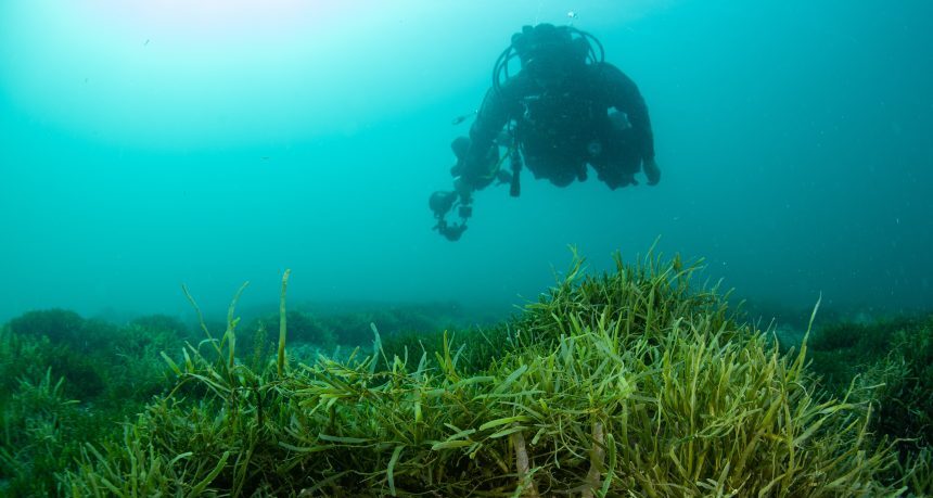 marine... A diver approaches a ‘mat’ of Caulerpa on the seafloor. Photo: Irene Middleton/Biosecurity NZ