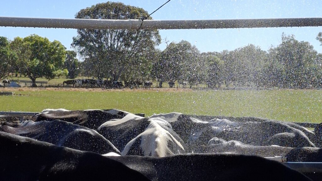 Heatwaves ... Farmers face rising water costs because of greater water-spraying for heat stressed cows, the CDU says. Photo: Kerstin Zander