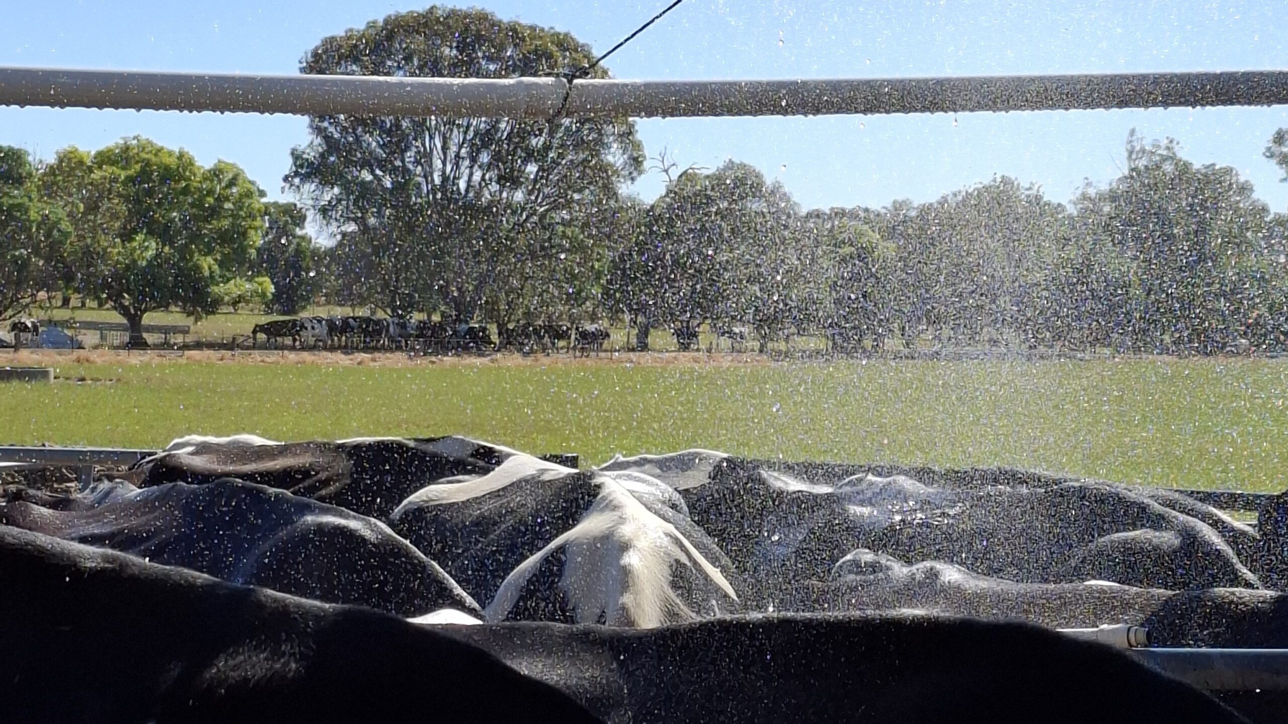 Heatwaves ... Farmers face rising water costs because of greater water-spraying for heat stressed cows, the CDU says. Photo: Kerstin Zander