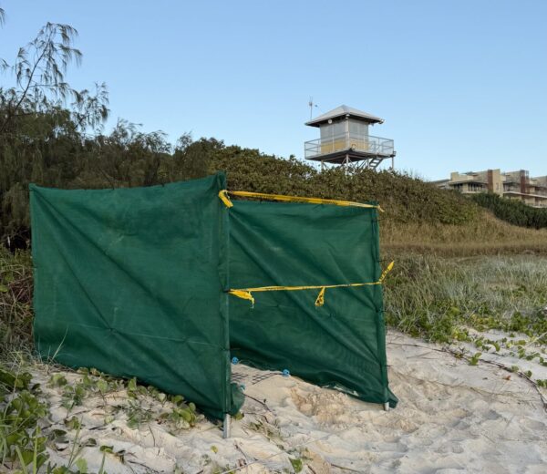 One of the shade structures built to cool a nest. Photo: Moreton Bay council