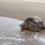 Cooling Bribie’s beaches to protect Moreton Bay’s loggerhead turtles’ breeding nests