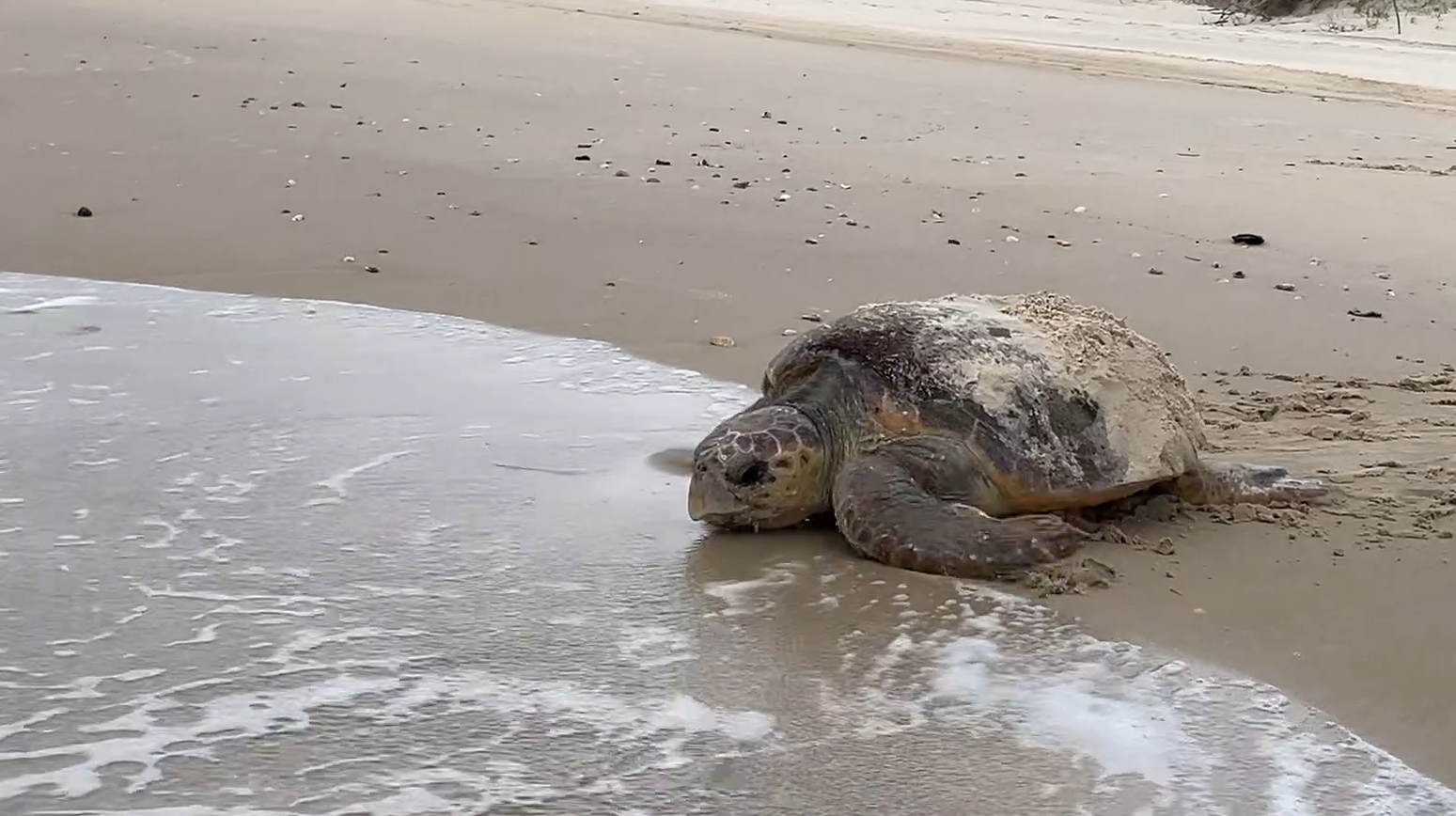 cooling ... Lucky the loggerhead turtle returned to Bribie Island to nest last season. She was tagged 20 years ago when she was freed from fishing wire. Photo: Moreton Bay council