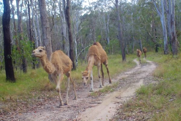 Camels that had escaped from a nearby property were also caught on camera. Photo: Minyumai Rangers.