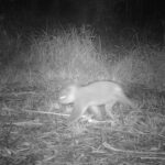 Koalas feared wiped out by 2019 bushfires ‘back from the dead’ in northern NSW