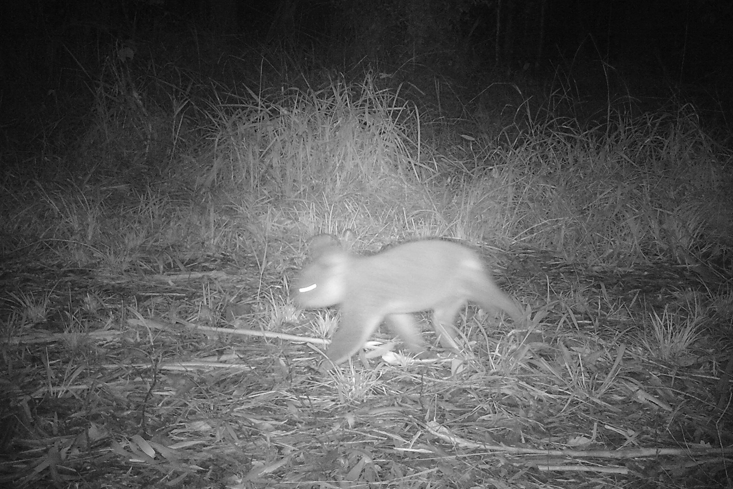 A boorubee (koala) photographed by a trail camera set up by rangers. Photo: Minyumai Rangers.