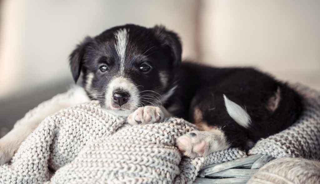 The RSPCA wants more funding to keep pets and owners together in a crisis. Photo: pvproductions on Magnific (Freepik).