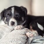 RSPCA wants federal help to keep pets and owners together in a crisis
