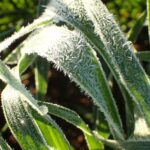 Frost threat to wheat growers growing as climate changes, says CSIRO