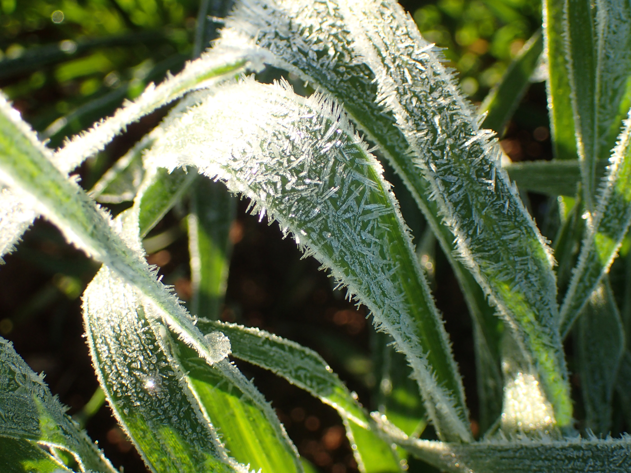 Under best management conditions, frost is still a major threat to wheat yields. Photo: Dr Felicity Harris/Charles Sturt University
