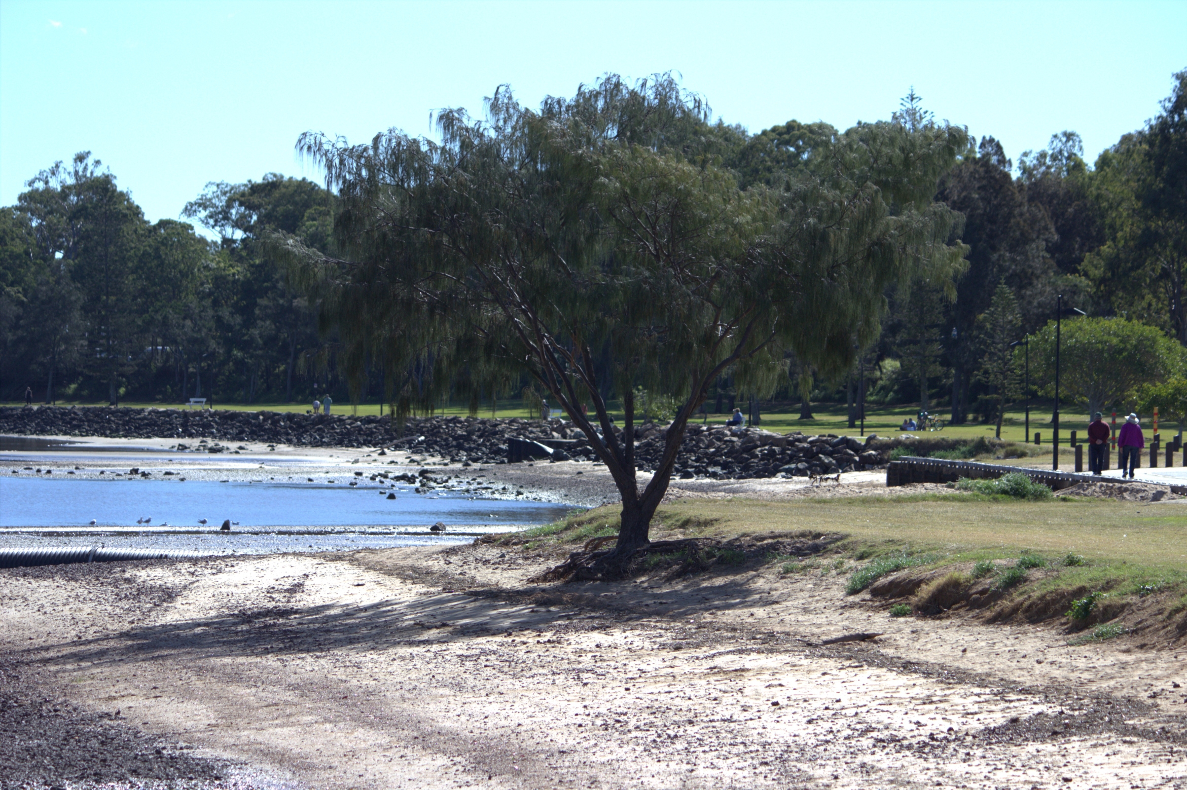 beach .... The seawall as seen from Crockatt Park at Woody Point. Photo: ANDREW KACIMAIWAI.