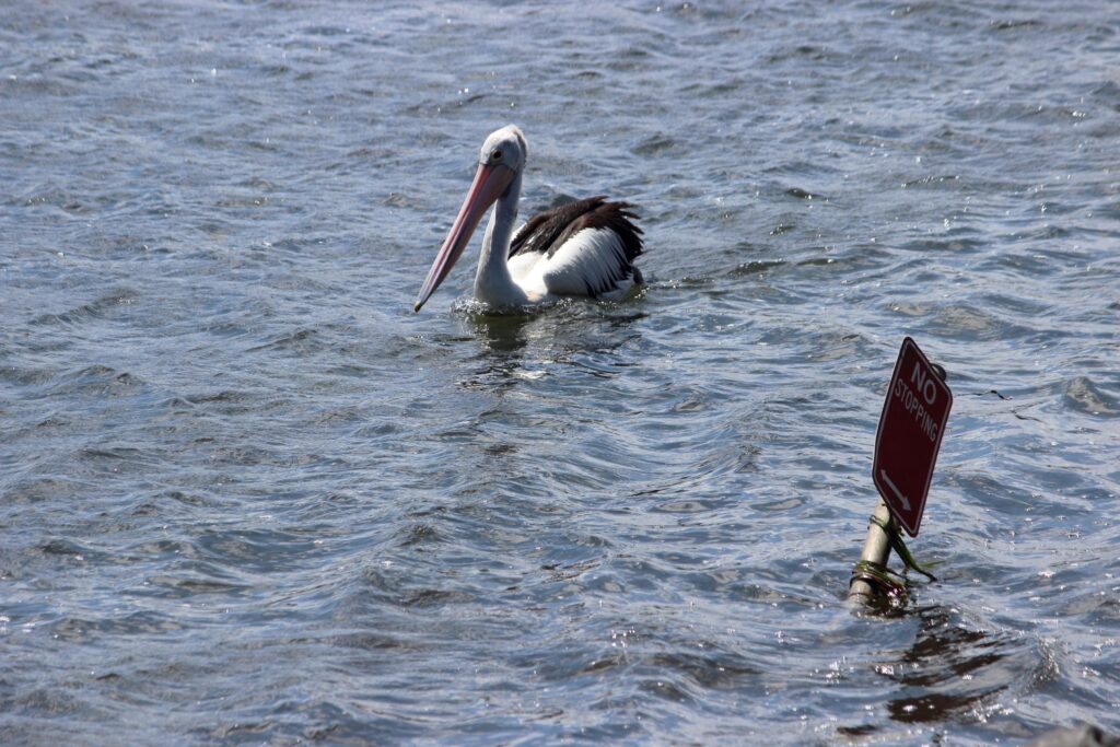 Wild birds like pelicans can carry the bird flu, says Birdlife Australia. Photo: ANDREW KACIMAIWAI