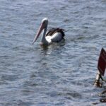 Bird flu arrives in Queensland after dead petrel washes up on Moreton Island