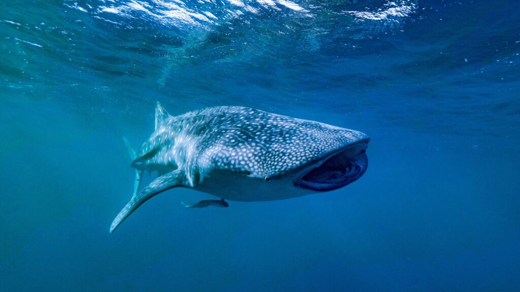 A serial snacking whale shark at Ningaloo Reef. Photo: AIMS /Andre Rerekura