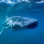 Serial snacking whale sharks surprise scientists with new feeding behaviours