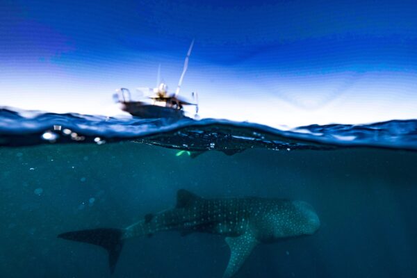 A whale shark and a research vessel at Ningaloo Reef in June 2020. Photo: AIMS/ Andre Rerekura