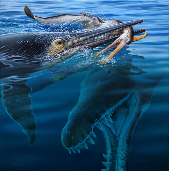 Dr Peter Trusler’s illustration of the ichthyosaur feeding on the pterosaur as the kronosaurus attacks