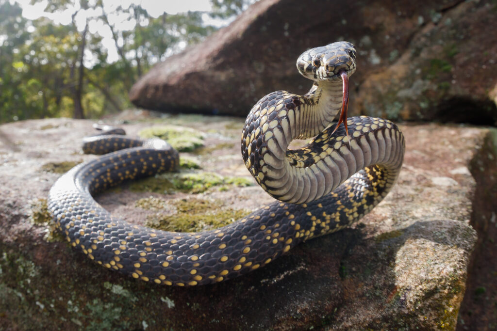 lizards ... The venomous broad-headed snake is found only in the Sydney region. Photo: supplied/Jules Farquhar.