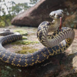 Lizards, snakes disappearing much faster than thought, says new Monash research