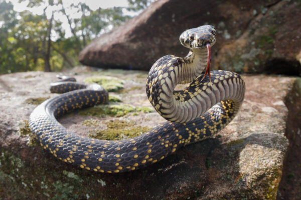 lizards ... The venomous broad-headed snake is found only in the Sydney region. Photo: supplied/Jules Farquhar.