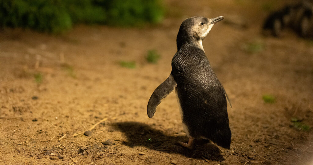 Bird flu vaccines have arrived for Little penguins (pictured here on Phillip Island), the state government says. Photo: Philip Island Nature Parks.