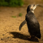 Bird flu vaccines arrive for Victoria’s Little penguins as NSW confirms more wild cases