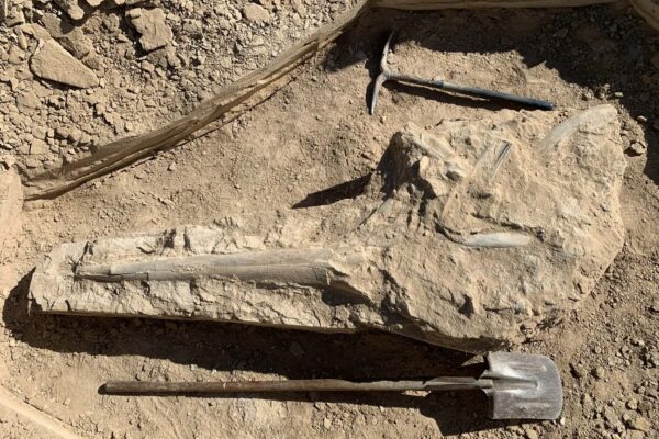 frozen ... The fossilised block of the ichthyosaur skull. Photo: supplied
