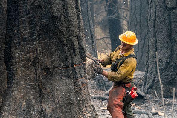 Very large trees weakened by fire can be time-consuming and complicated to fall. Falling teams come in to assist crews with such hazard trees but only trees that threaten firefighter or public safety are removed. Photo by Marcus Kaufmann, Freemont-Winema National Forest. Source: National Interagency Fire Center (US)